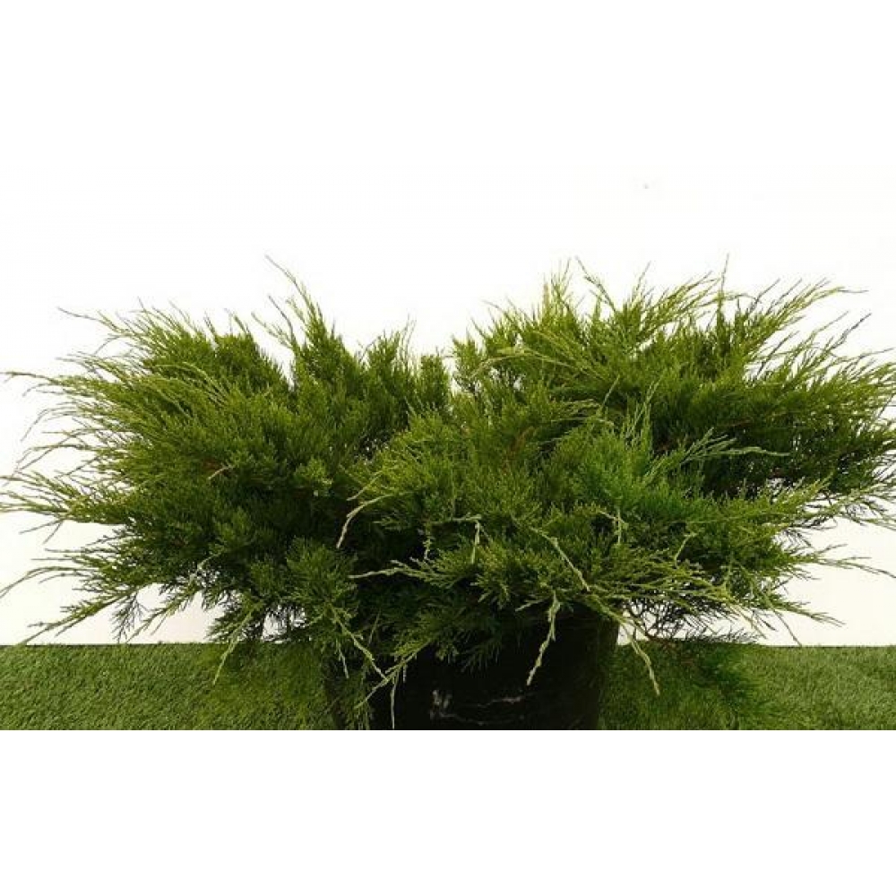 Хвойные — основа структуры сада { Декоративность круглый год }